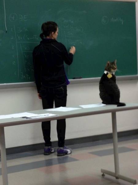 école chat