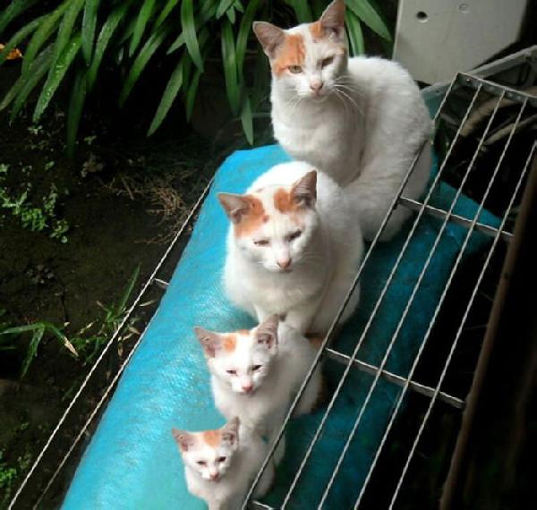 Famille de chat