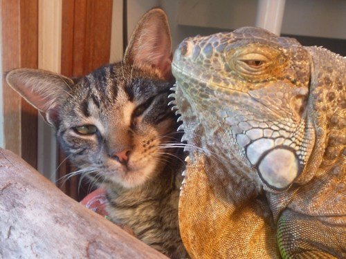 Iguane et chat