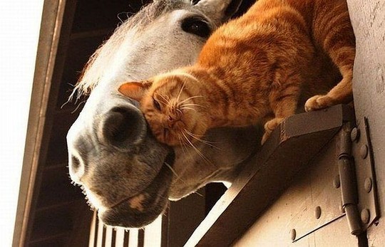 Jeux de chat et cheval