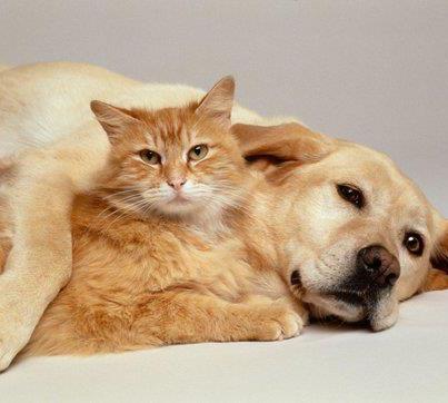 Labrador et chat