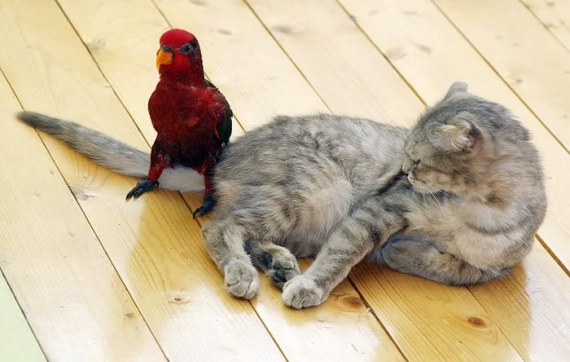 Perroquet et chat