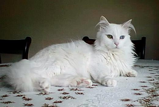 Photo chat angora blanc
