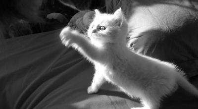 Photo noir et blanc chat