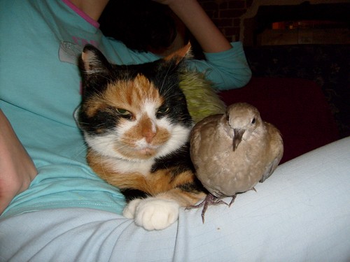 Pigeon et chat