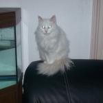 angora chat blanc
