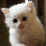 bébé chaton blanc