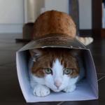 carton pour chat