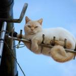chat antenne