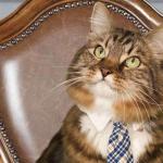 chat avec cravate