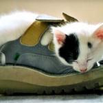 chat chaussure