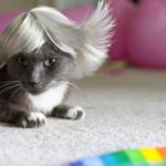 chat cheveux