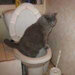 chat cuvette wc