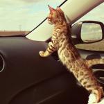 chat dans la voiture
