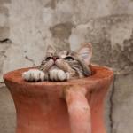 chat dans une jarre