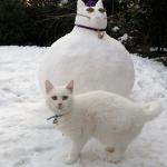 chat de neige