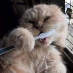 chat et brosse à dents
