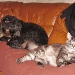 chat et chien cohabitation