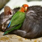 chat et perroquet