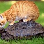 chat et tortue