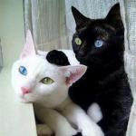 chat noir chat blanc