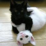chat noir et chat blanc