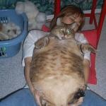 Chat obèse