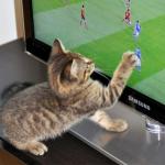 chat qui aime le foot