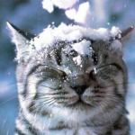 chat sous la neige