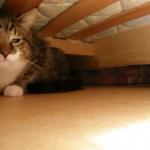 chat sous le lit