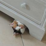 chat sous meuble