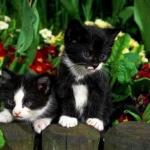 chaton blanc et noir