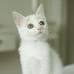 chaton blanc yeux vert