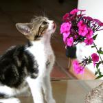 chaton et fleur