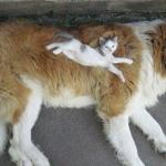 chaton et gros chien
