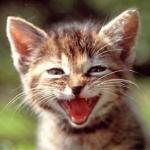 chaton rieur