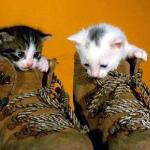chatons et chaussures