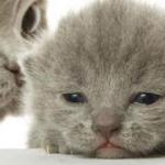 chatons gris