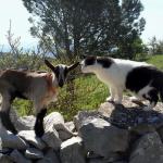 chèvre et chat