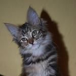 jeune chat angora