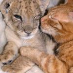 lionceau et chat