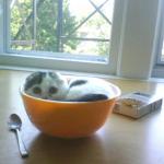 petit déjeuner chat
