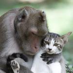singe avec chat